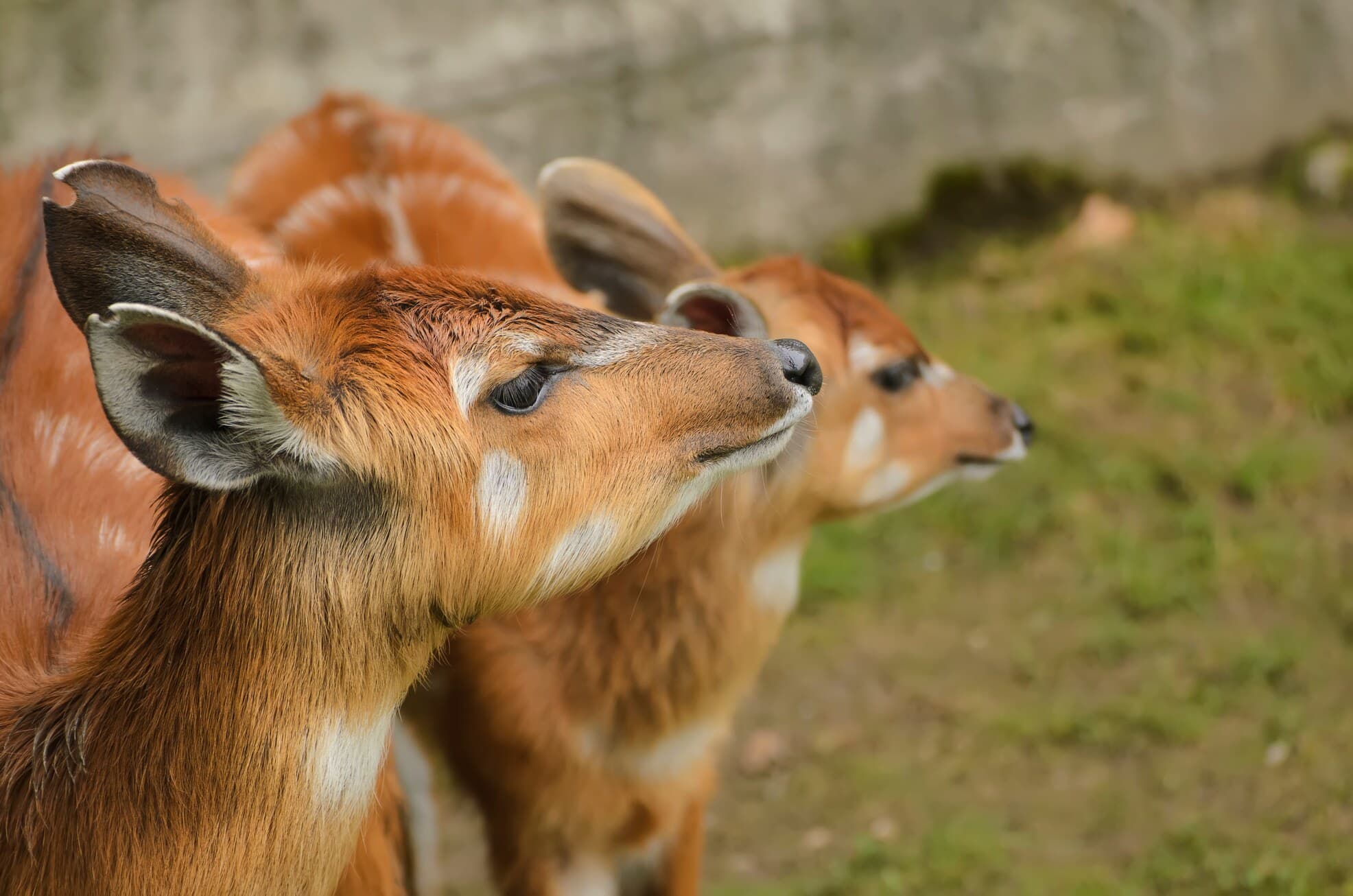 Jeune sitatunga, antilope au pelage roux, dans son enclos