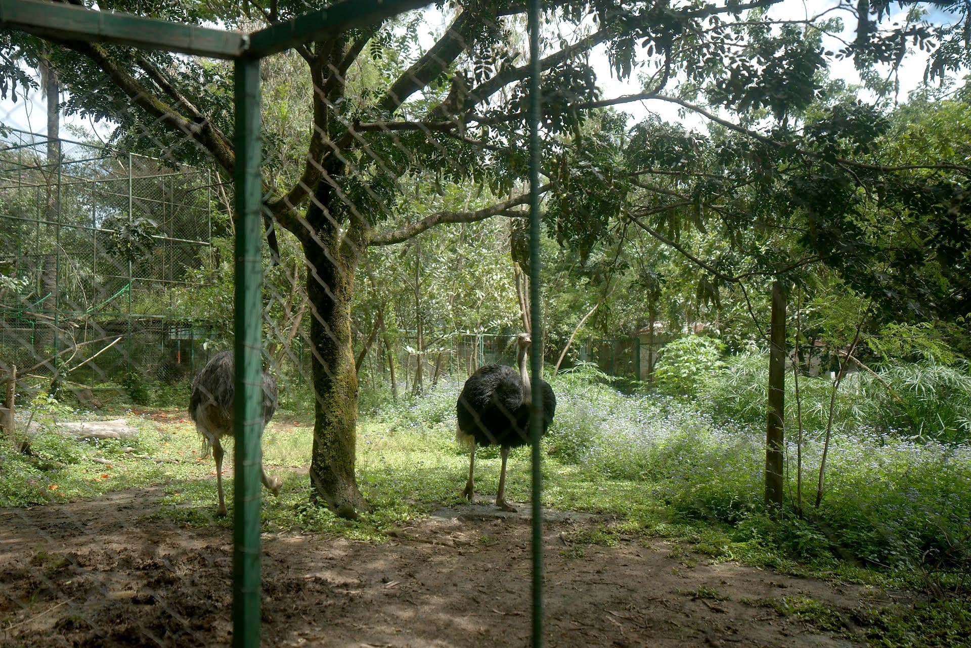 Autruche dans son enclos arboré