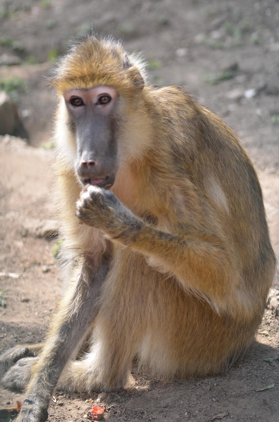 Babouin jaune assis au sol, en train de manger