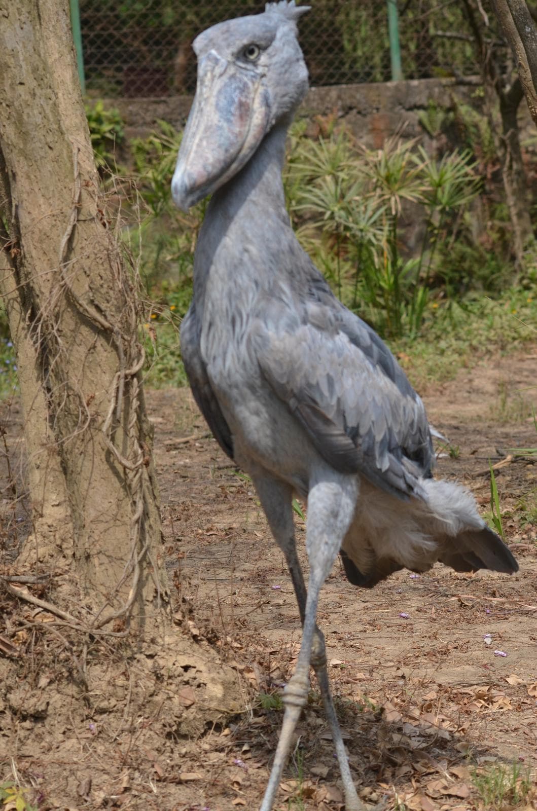 Bec-en-sabot au plumage gris, près d'un arbre de son enclos