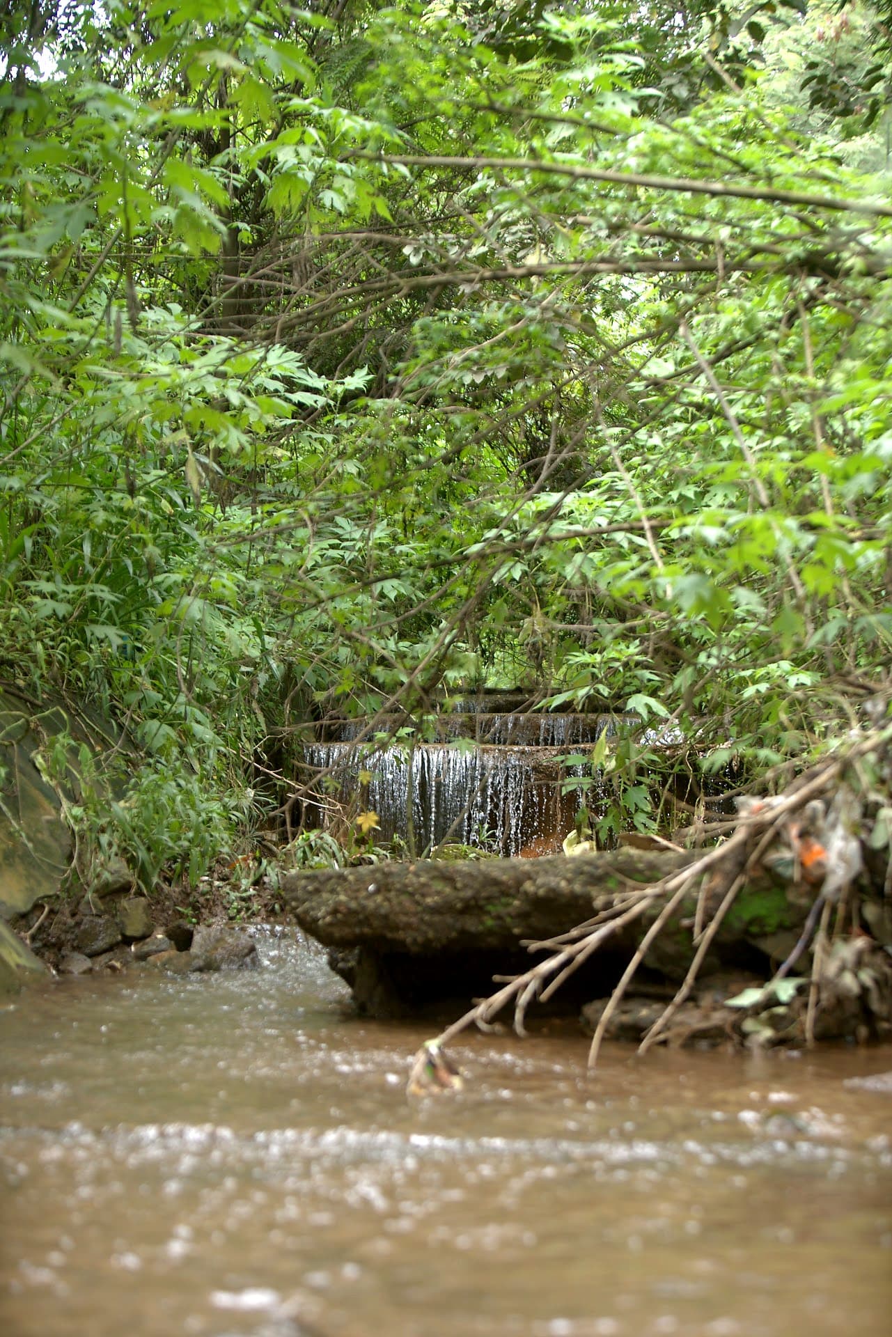 Petite cascade et ruisseau dans la végétation du zoo