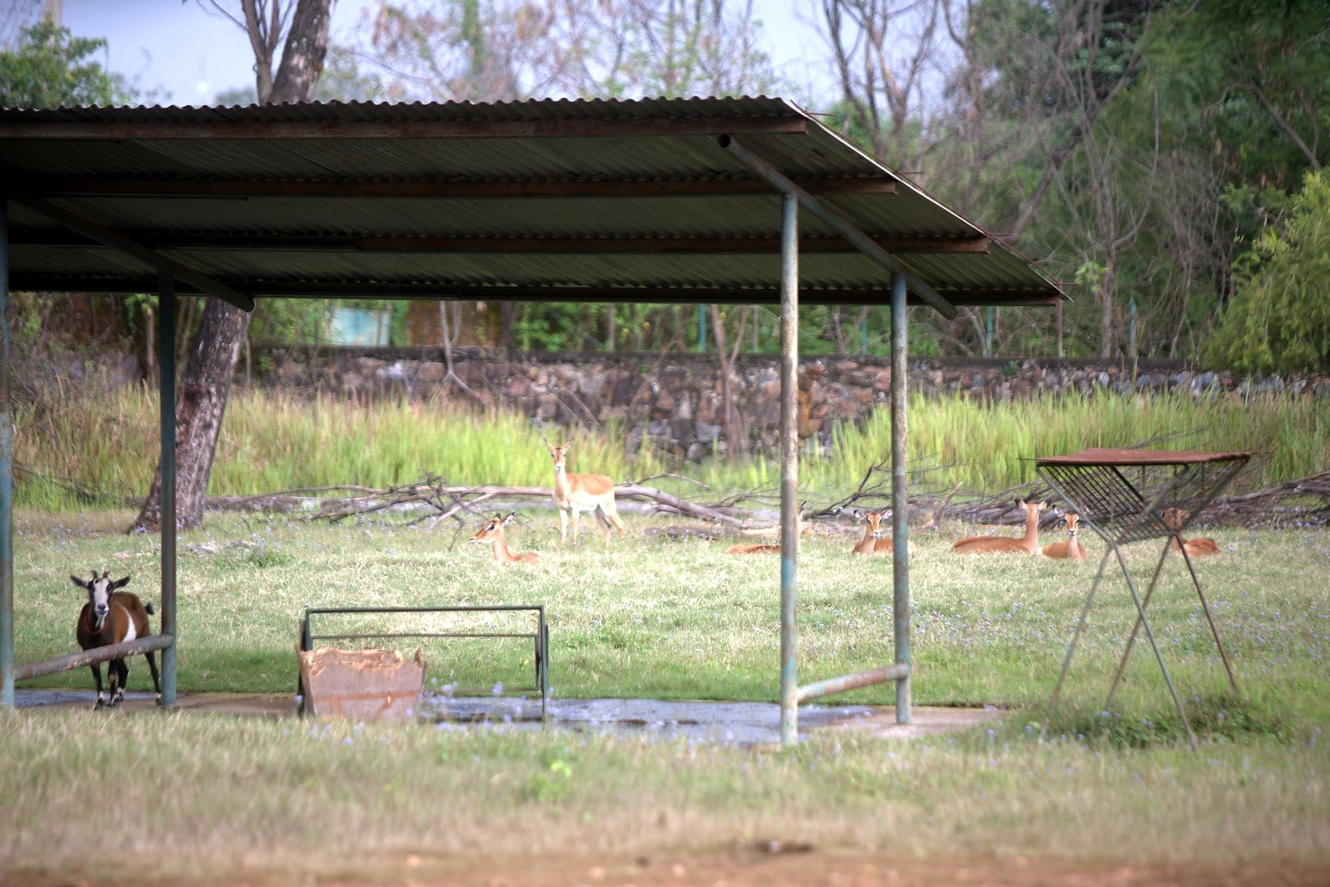 Impalas rassemblés sous leur abri métallique