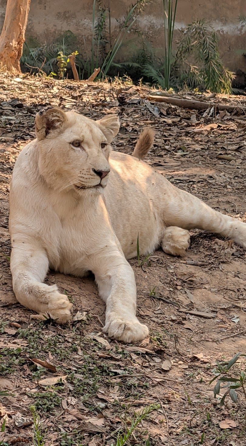 Lion blanc couché dans son enclos