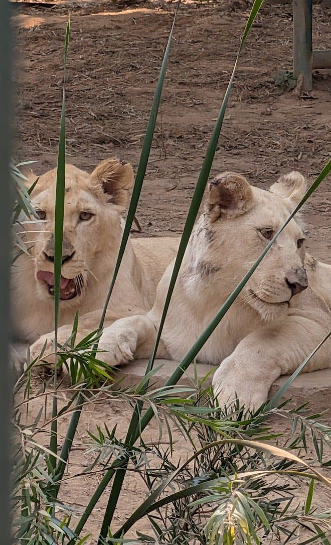Deux lions blancs couchés côte à côte dans leur enclos