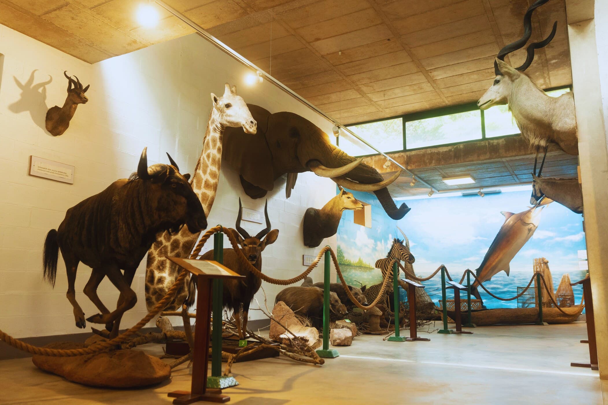 Intérieur du Musée des Sciences Naturelles : vitrines en bois et animaux naturalisés