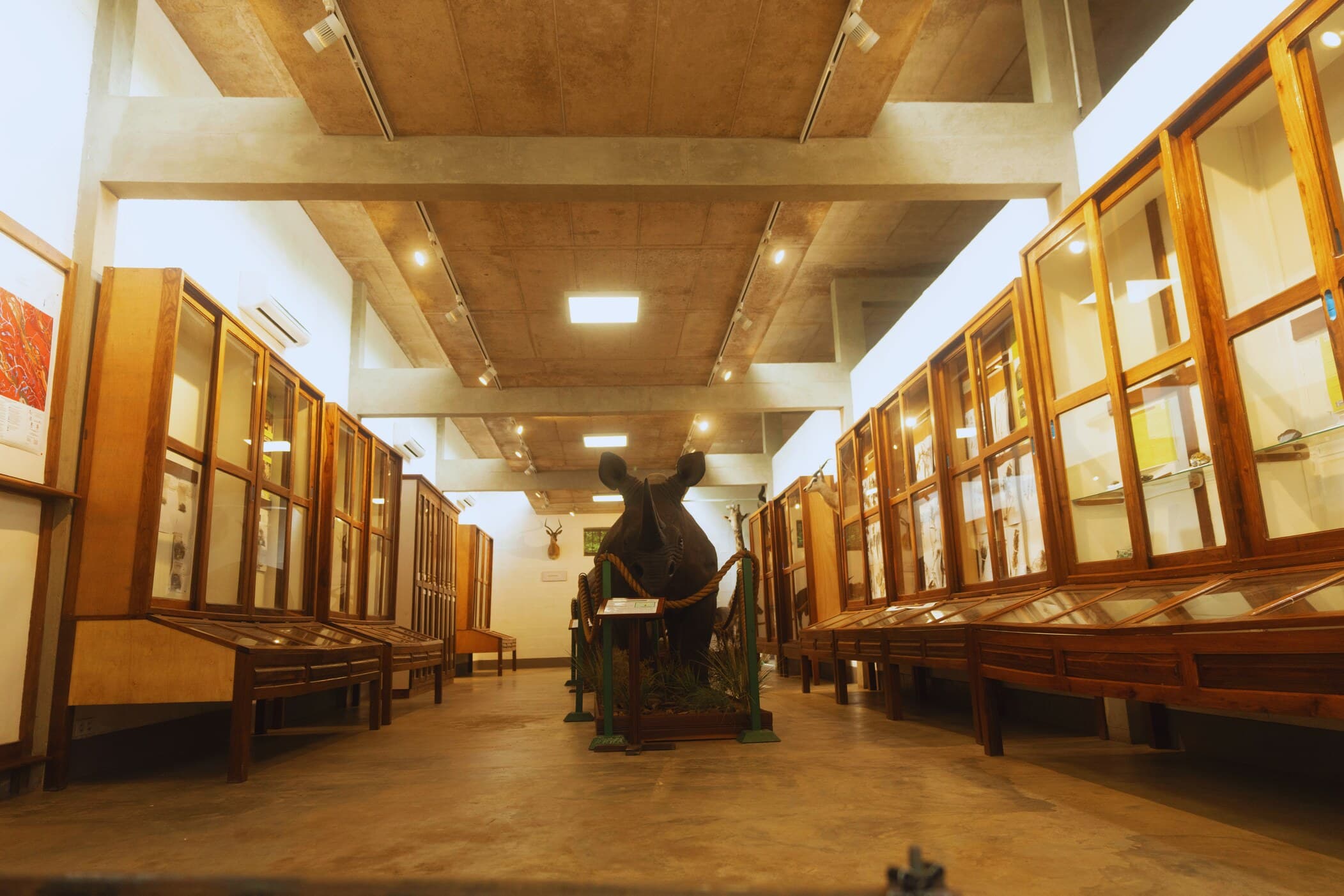 Vitrines en bois du Musée des Sciences Naturelles