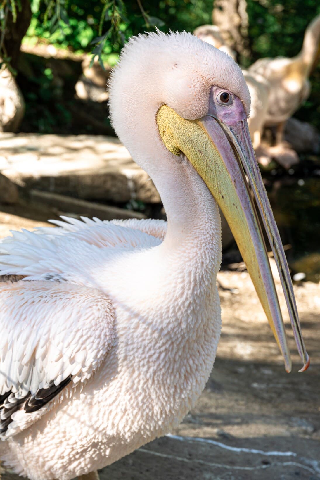 Pélican blanc au plumage lumineux, de profil