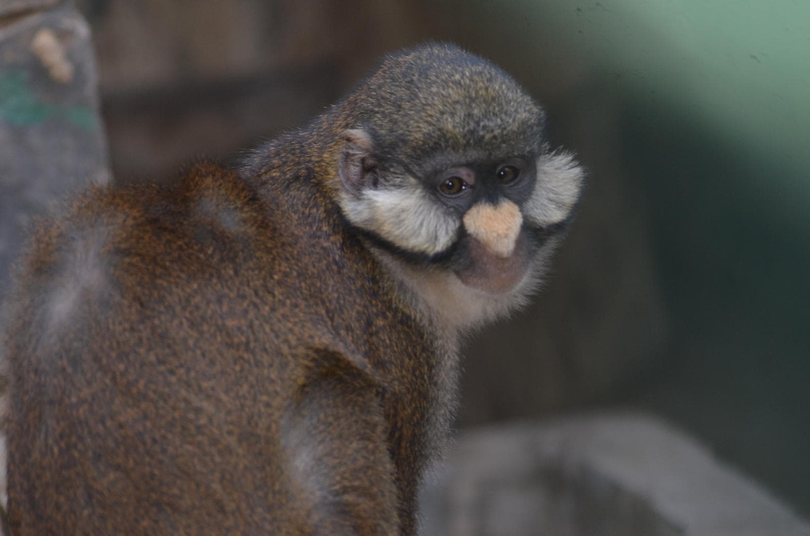 Singe ascagne, museau blanc et favoris clairs, en gros plan