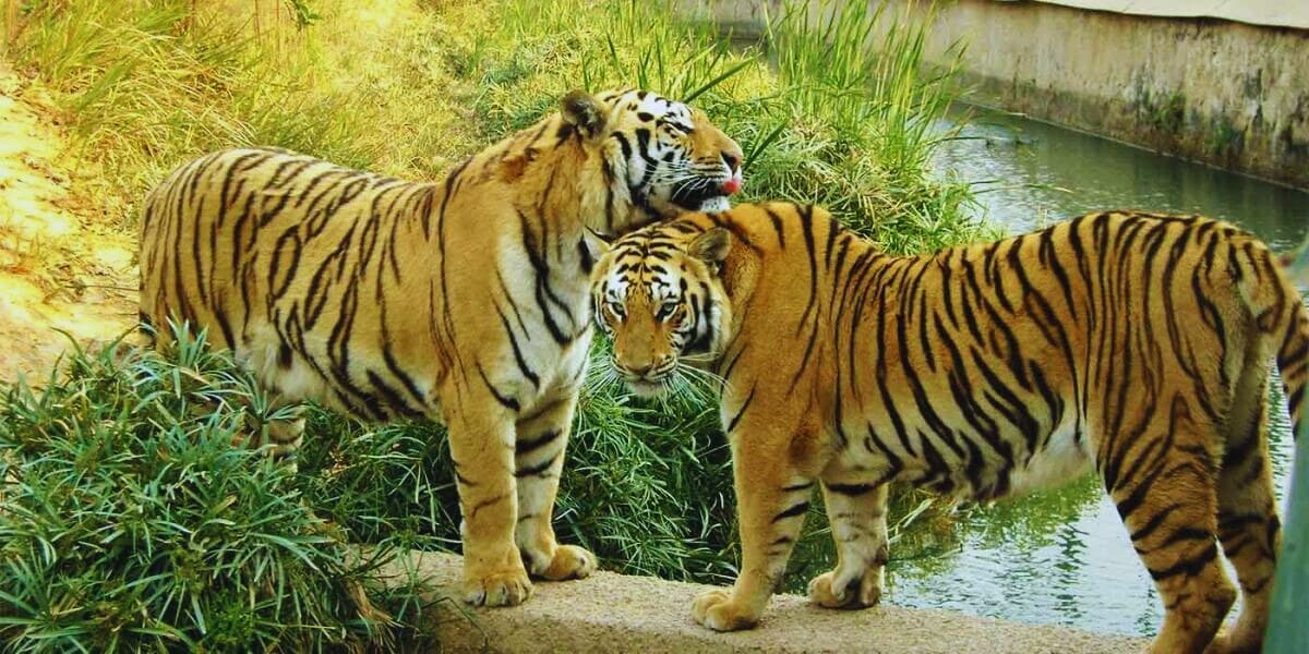Deux tigres se câlinant dans leur enclos du zoo de Lubumbashi