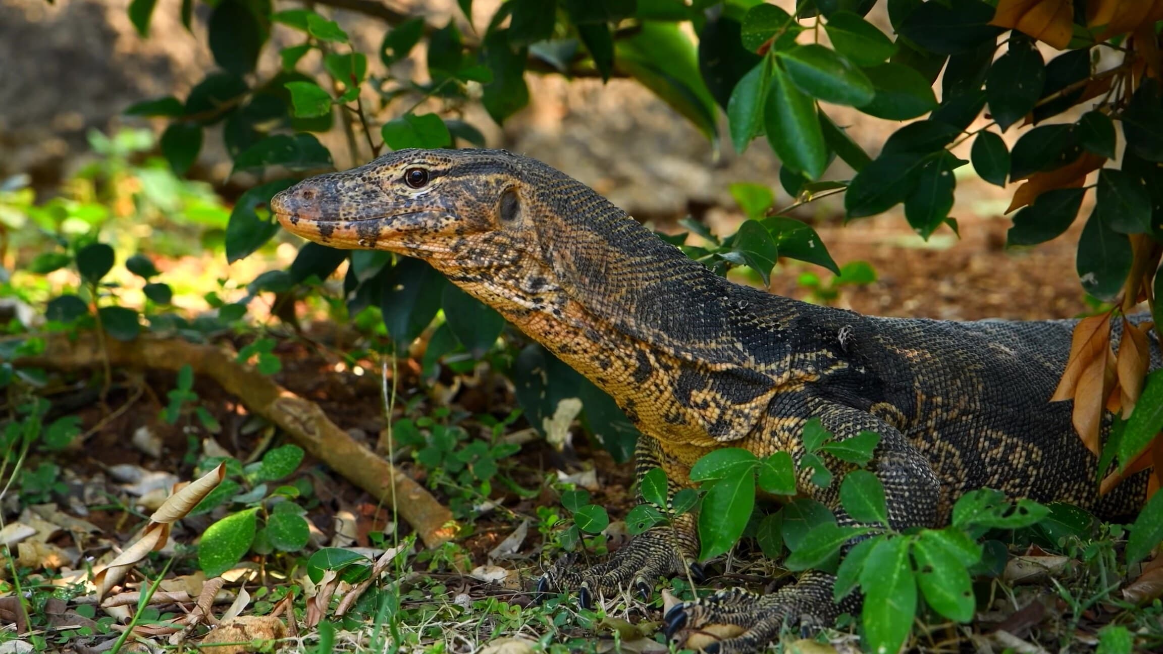 Varan en gros plan au sol