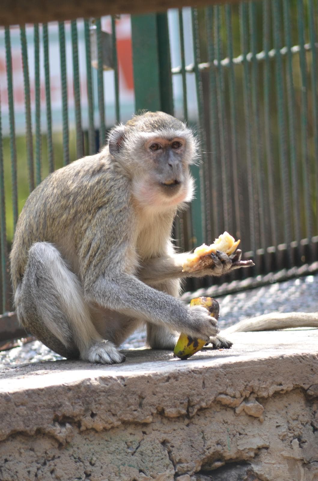 Vervet, ou singe vert, assis sur une murette avec un fruit dans les mains